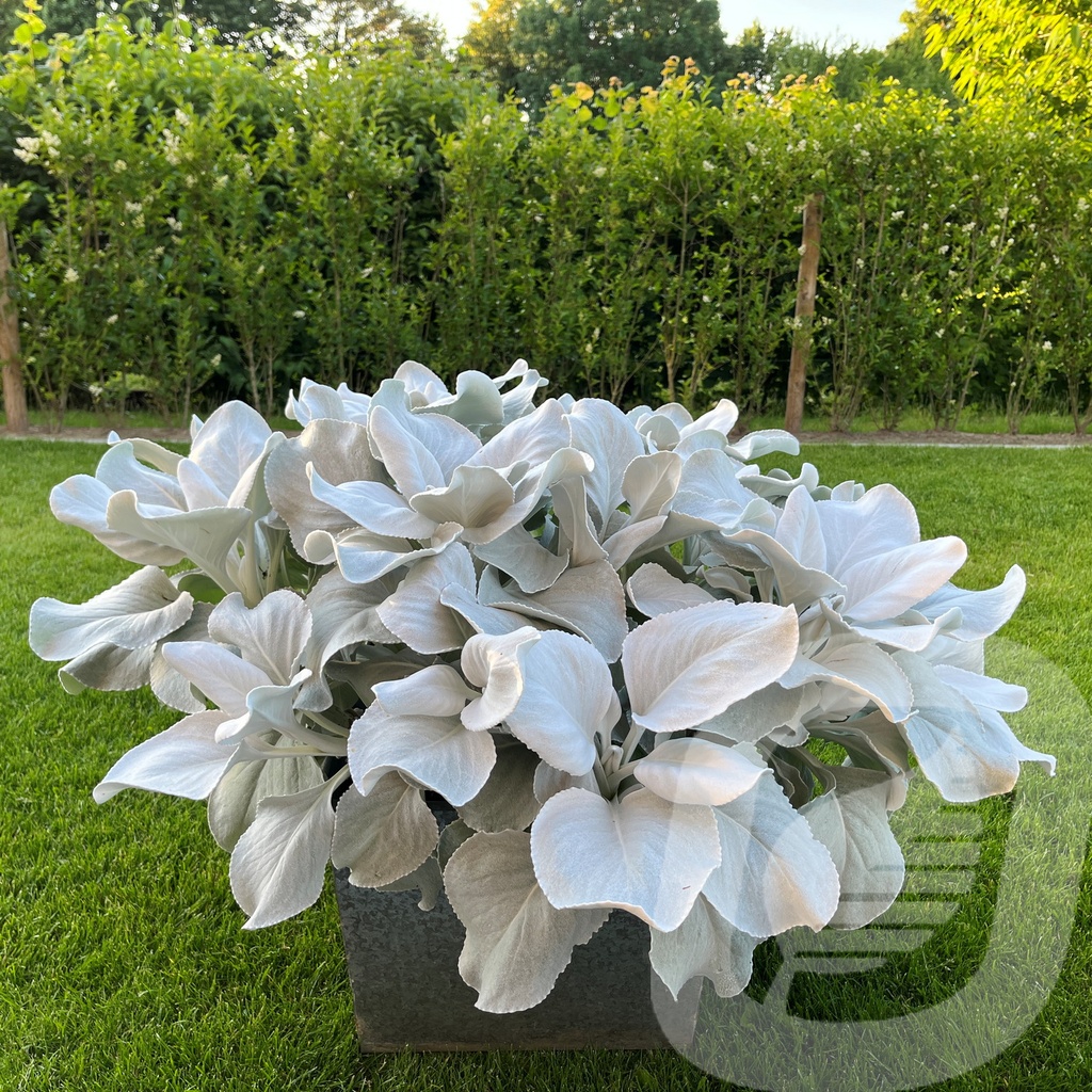 Senecio 'Angel Wings'® Plantor